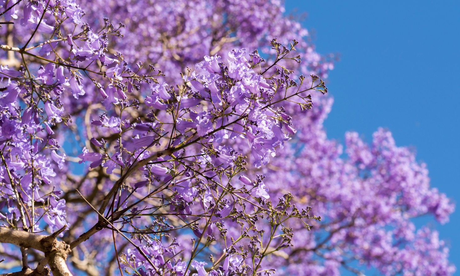 A photo of a jacaranda tree against a bright blue sky A photo of a jacaranda tree against a bright blue sky